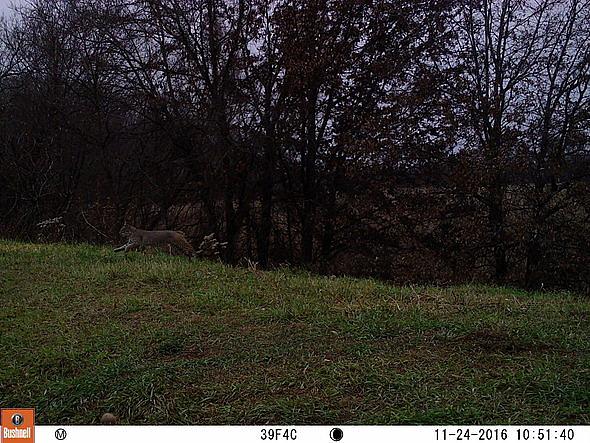 2016-11-24 11240481