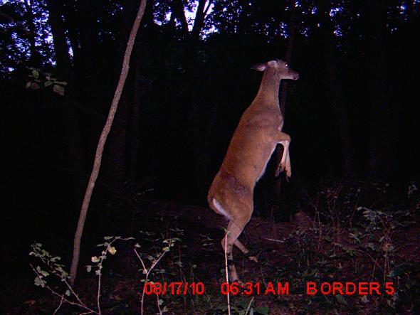 stander.JPG