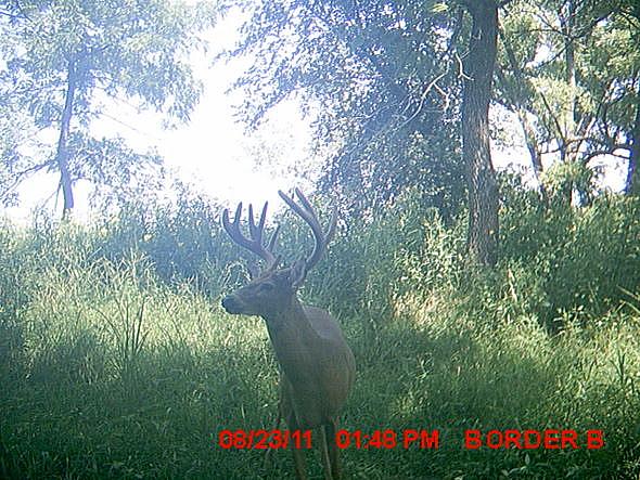 MDGC0194