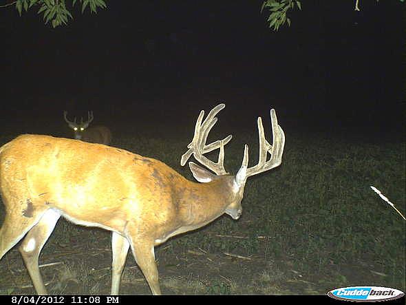 CDY 0411