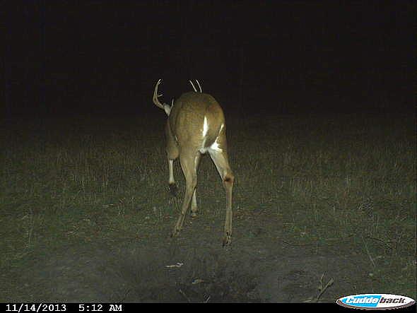 CDY 0200