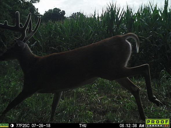 07260365