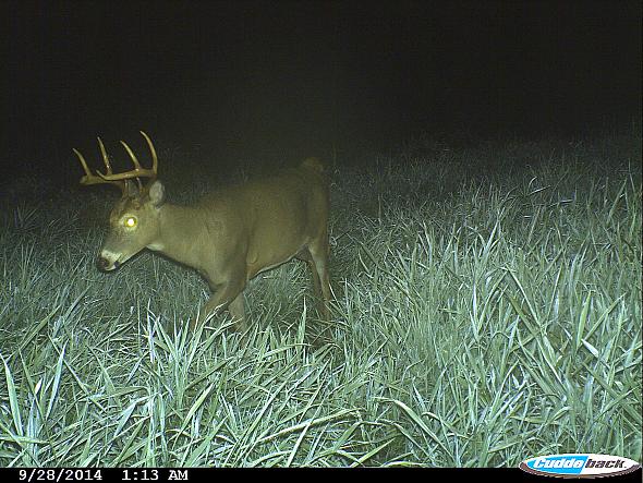 CDY 0004