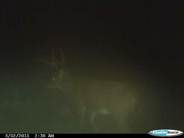CDY 0017