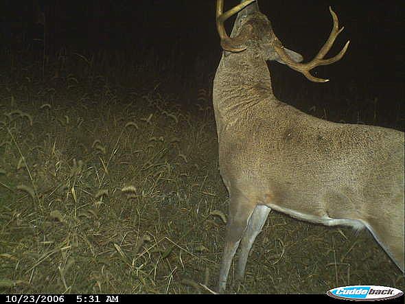 CDY 0114