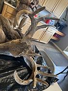 IMG 4678