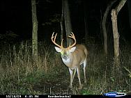 8pt.JPG