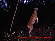 stander.JPG