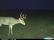 CDY 0107