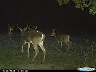 CDY 0112
