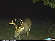 CDY 0437