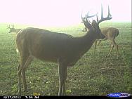 CDY 0490