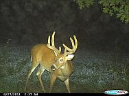 CDY 0997
