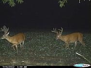 CDY 0203