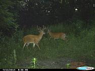 CDY 0011
