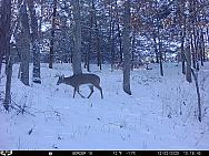 12020577