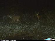 CDY 0173