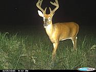 CDY 0019