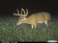 CDY 0033
