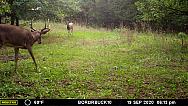 MFDC9162