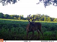 08090338