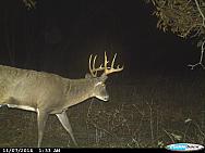 CDY 0031