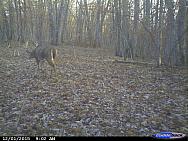 CDY 0015