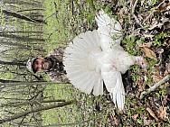 IMG 5522